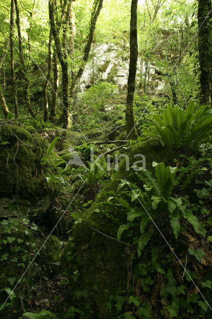 Hartstonque (Asplenium scolopendrium)