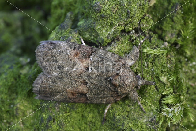 Variabele eikenuil (Nycteola revayana)