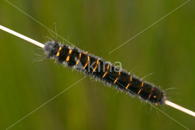 Grass Eggar (Lasiocampa trifolii)