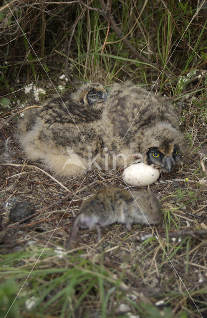 Short-eared Owl (Asio flammeus)