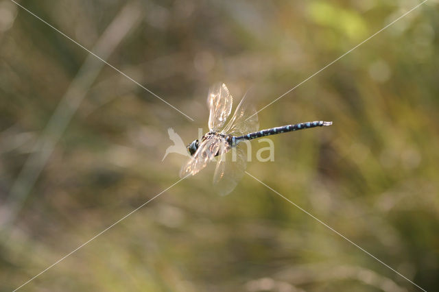 Common Hawker (Aeshna juncea)
