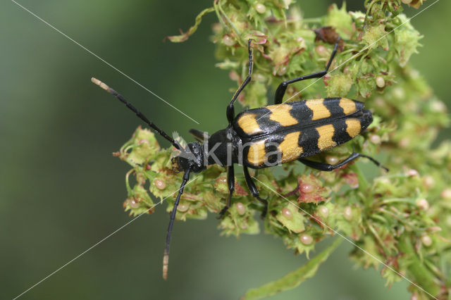 Four-banded Longhorn Beetle (Leptura quadrifasciata