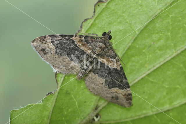 Dark-barred Twin-spot Carpet (Xanthorhoe ferrugata)