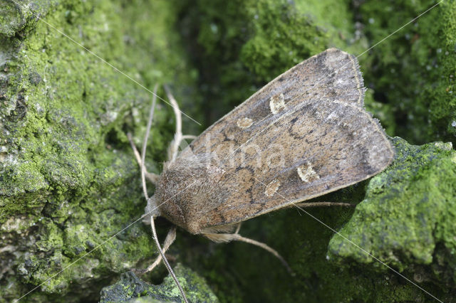 Square-spot Rustic (Xestia xanthographa)