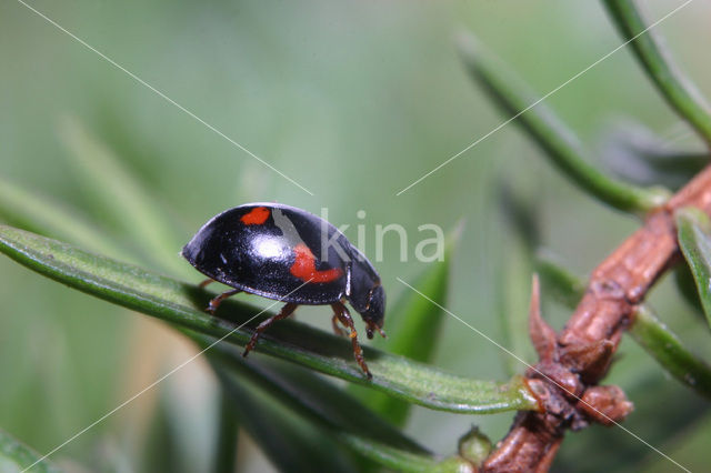 Viervleklieveheersbeestje (Exochomus quadripustulatus)