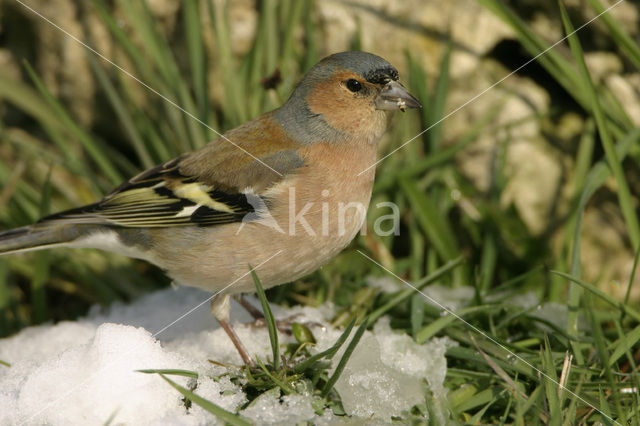 Chaffinch (Fringilla coelebs)