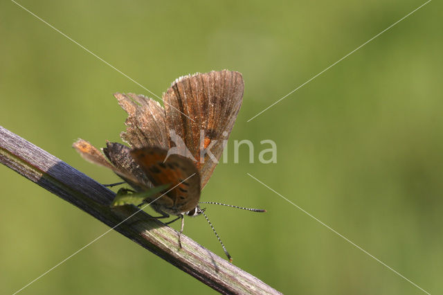 Violette vuurvlinder (Lycaena alciphron)