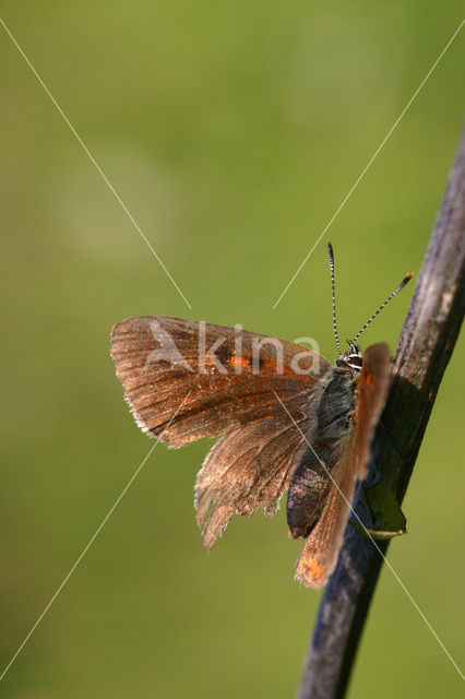 Violette vuurvlinder (Lycaena alciphron)