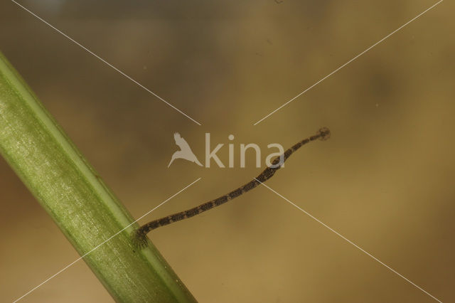 Vissenbloedzuiger (Piscicola geometra)