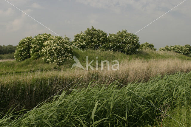 Elder (Sambucus )