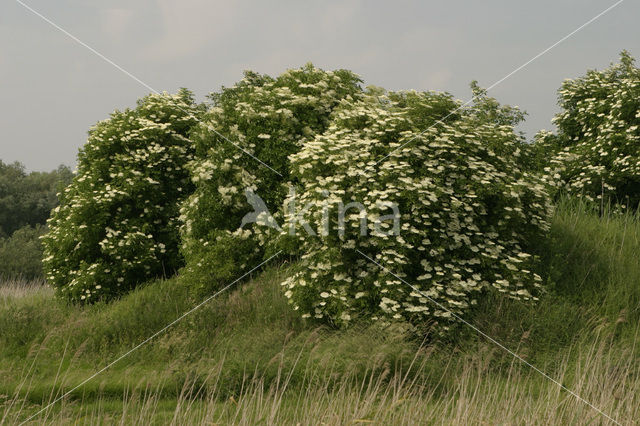 Vlier (Sambucus )