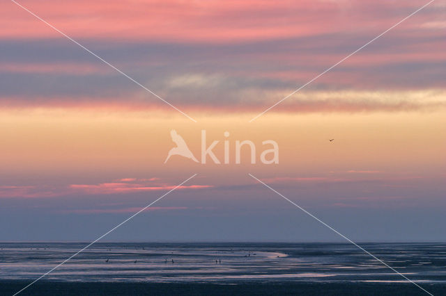 Waddensea
