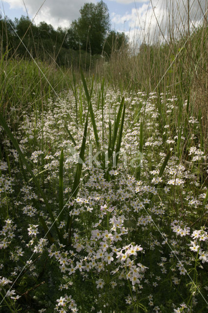 Waterviolet (Hottonia palustris)