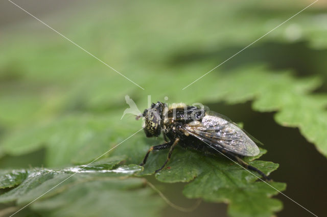 Eristalinus sepulchralis
