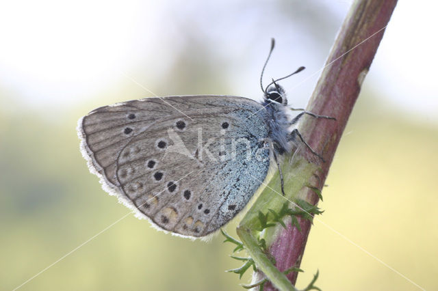 Amanda’s Blue (Polyommatus amandus)