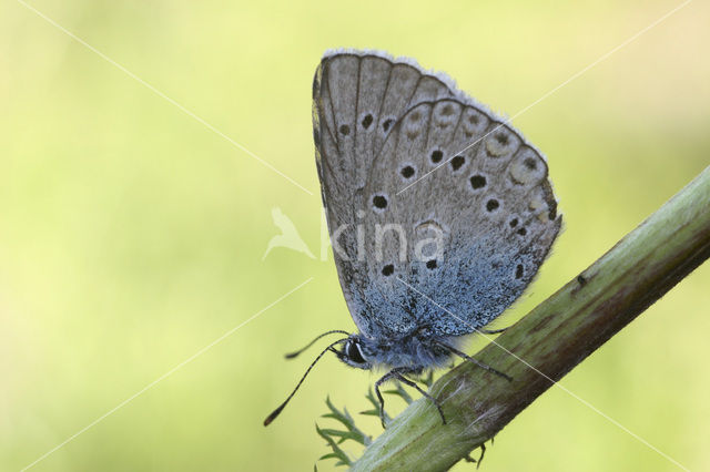 Amanda’s Blue (Polyommatus amandus)