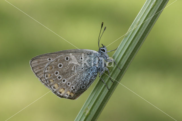 Amanda’s Blue (Polyommatus amandus)