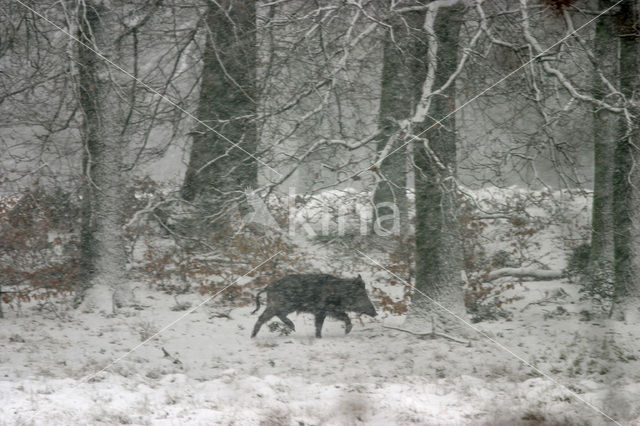 Wild Boar (Sus scrofa)