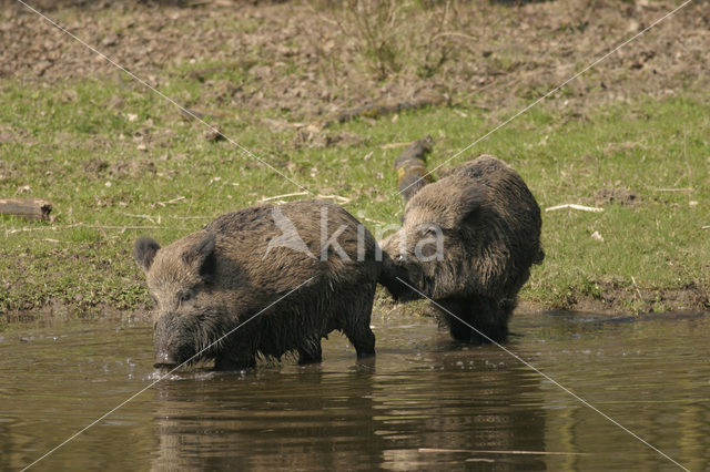 Wild Boar (Sus scrofa)