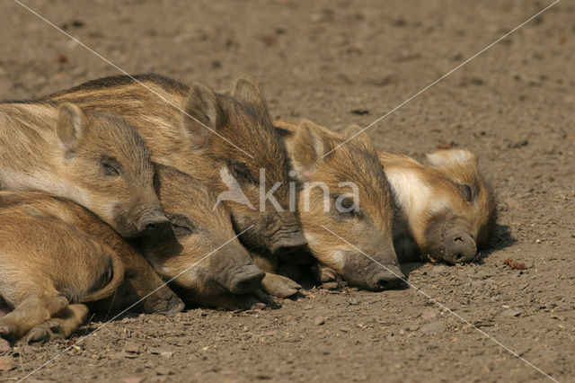 Wild Boar (Sus scrofa)