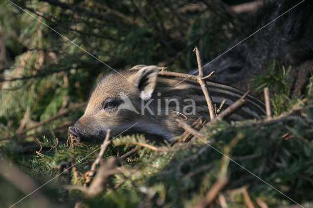 Wild zwijn