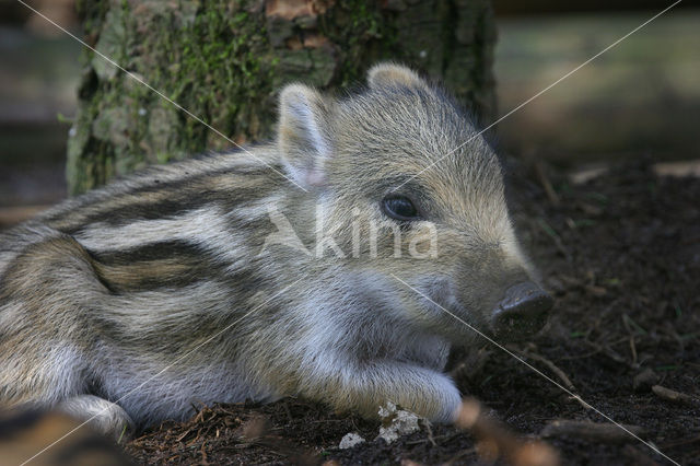 Wild Boar (Sus scrofa)