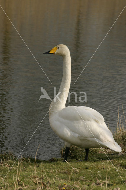 Whooper Swan (Cygnus cygnus)