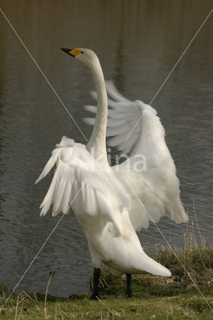 Whooper Swan (Cygnus cygnus)