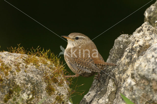 Winterkoning (Troglodytes troglodytes)