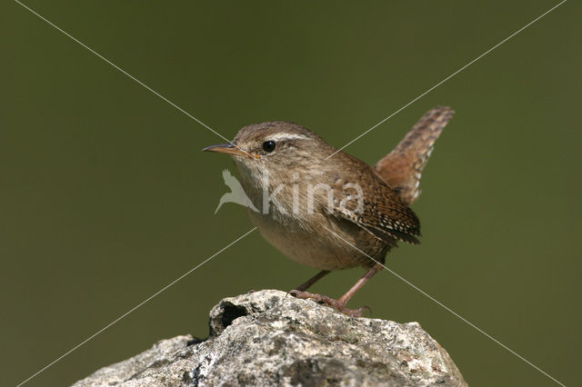 Winterkoning (Troglodytes troglodytes)