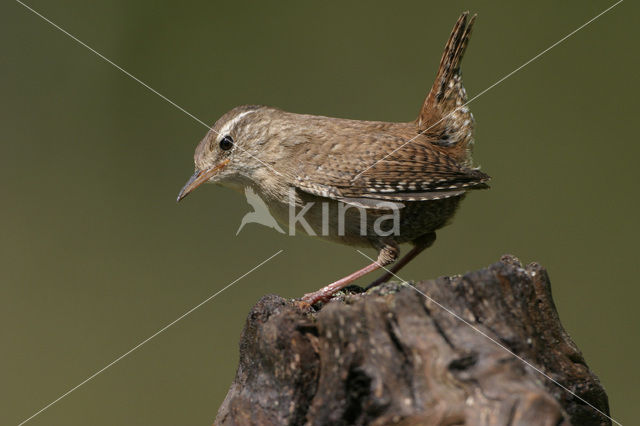 Winterkoning (Troglodytes troglodytes)