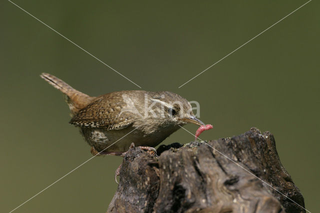 Winterkoning (Troglodytes troglodytes)