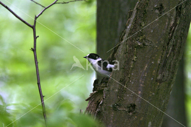 Withalsvliegenvanger (Ficedula albicollis)