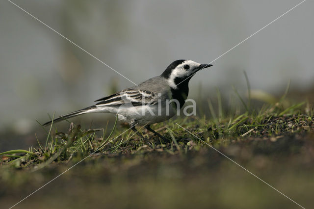 White Wagtail (Motacilla alba)