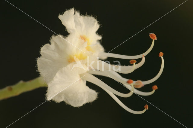 Witte paardenkastanje (Aesculus hippocastanum)