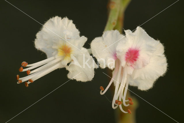 Witte paardenkastanje (Aesculus hippocastanum)