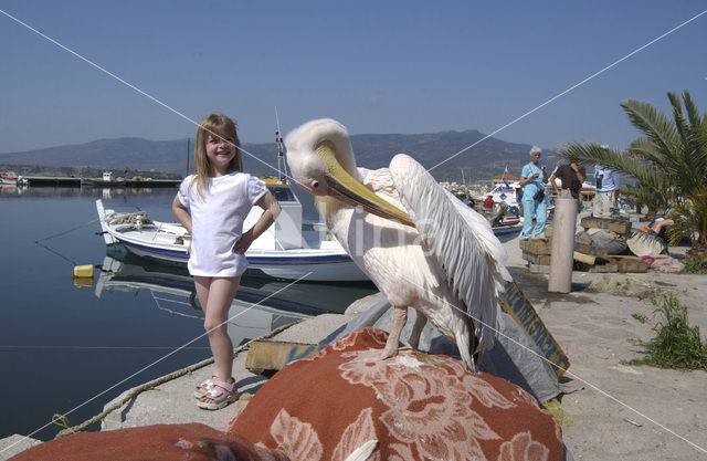 Roze Pelikaan (Pelecanus onocrotalus)