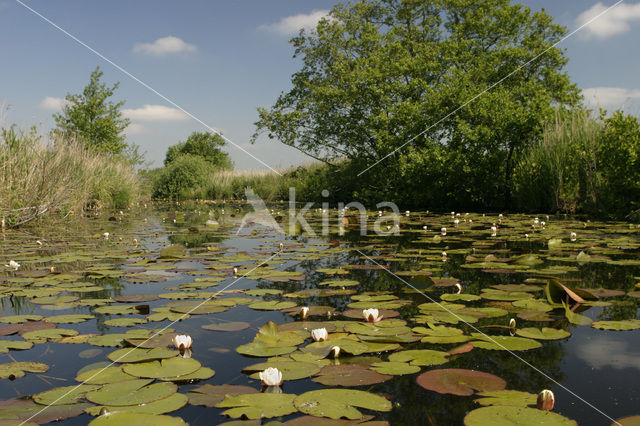 Witte waterlelie (Nymphaea alba)