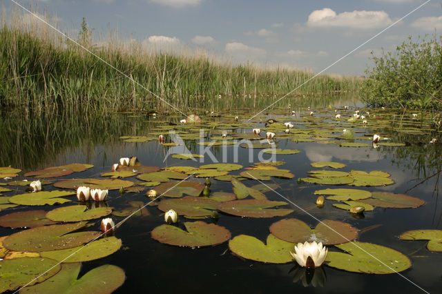 Witte waterlelie (Nymphaea alba)