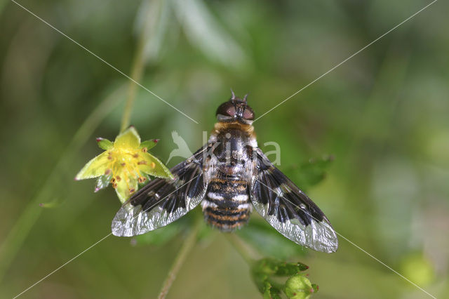 Mottled Bee-Fly (Thyridanthrax fenestratus)