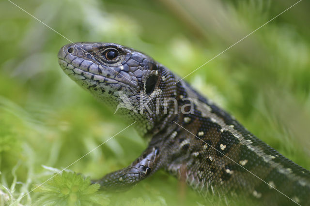 Sand Lizard (Lacerta agilis)