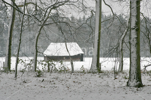 Zandhegge