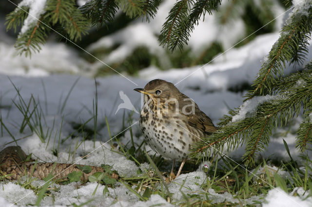 Song Thrush (Turdus philomelos)