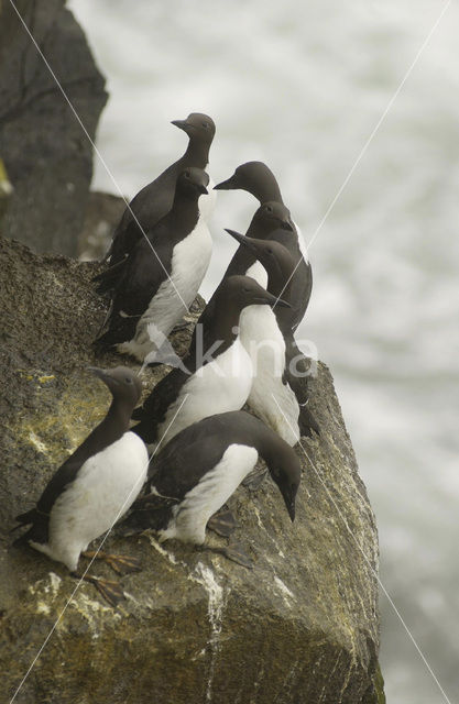 Guillemot