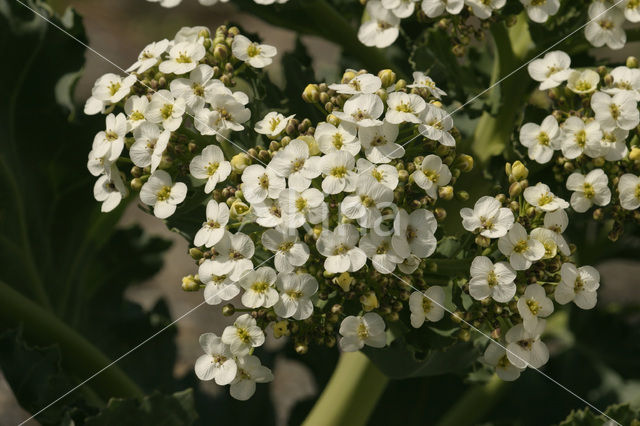 Seakale (Crambe maritima)