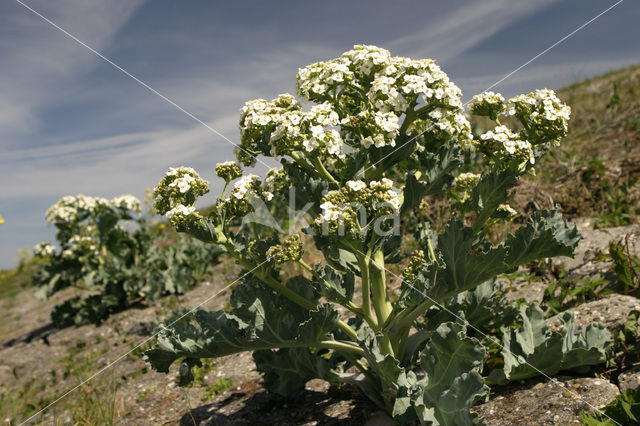 Seakale (Crambe maritima)