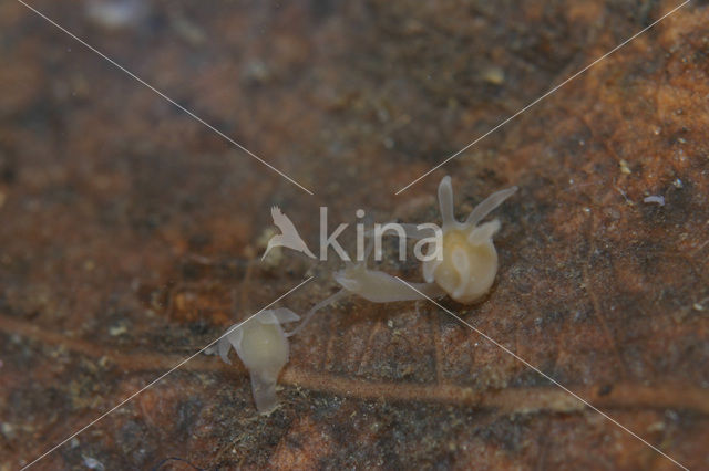 freshwater polyp (Hydra sp.)