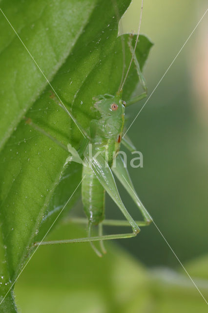 Southern Oak Bush Cricket (Meconema meridionale)