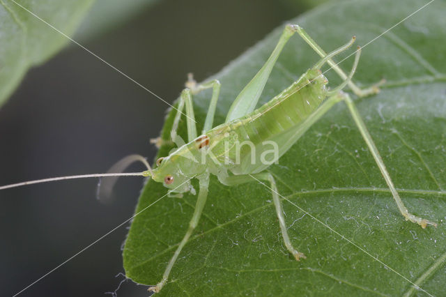 Zuidelijke boomsprinkhaan (Meconema meridionale)