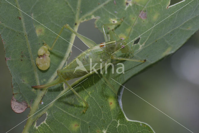 Southern Oak Bush Cricket (Meconema meridionale)